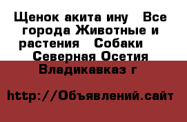 Щенок акита ину - Все города Животные и растения » Собаки   . Северная Осетия,Владикавказ г.